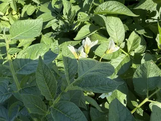 MN, ND potato crop on pace for about average yield after July heat stress, August recovery