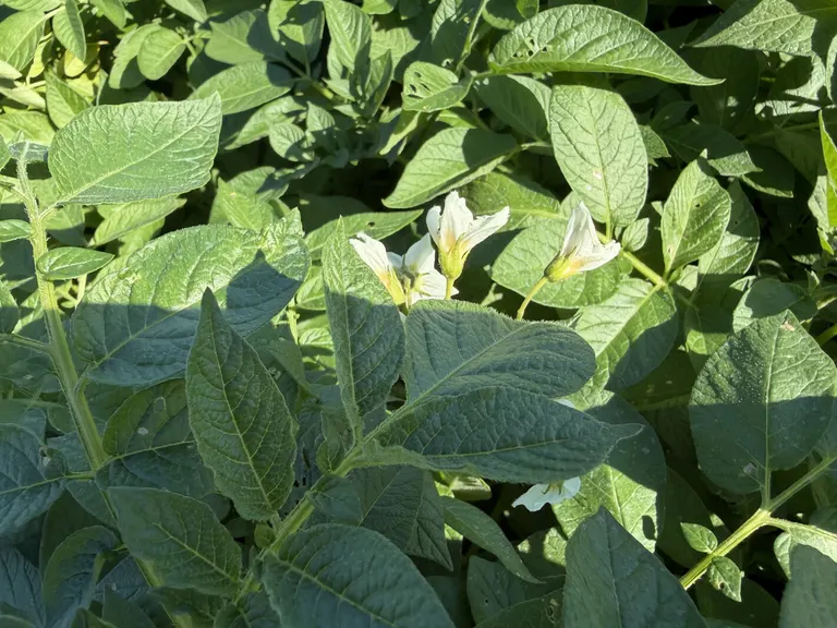 MN, ND potato crop on pace for about average yield after July heat stress, August recovery