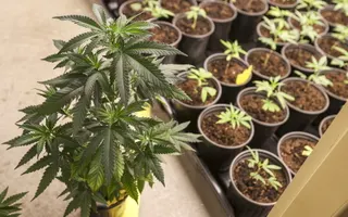 Moorhead fielded nearly 300 cannabis business inquiries last year; city now has six open dispensaries