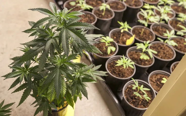Moorhead fielded nearly 300 cannabis business inquiries last year; city now has six open dispensaries
