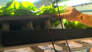 Cyclospora outbreak prompts interest in hydroponics; West Fargo's Great Plains Greens uses controlled indoor growing