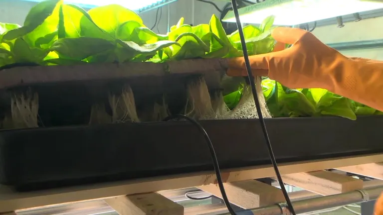 Cyclospora outbreak prompts interest in hydroponics; West Fargo's Great Plains Greens uses controlled indoor growing
