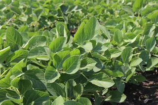 Heat wave hits upper Midwest crops during crucial growing period, NDSU agronomist warns of yield penalties