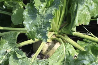 U.S. sugarbeet acreage drops to lowest level in decades; Minnesota leads at 417,000 acres, North Dakota at 208,000
