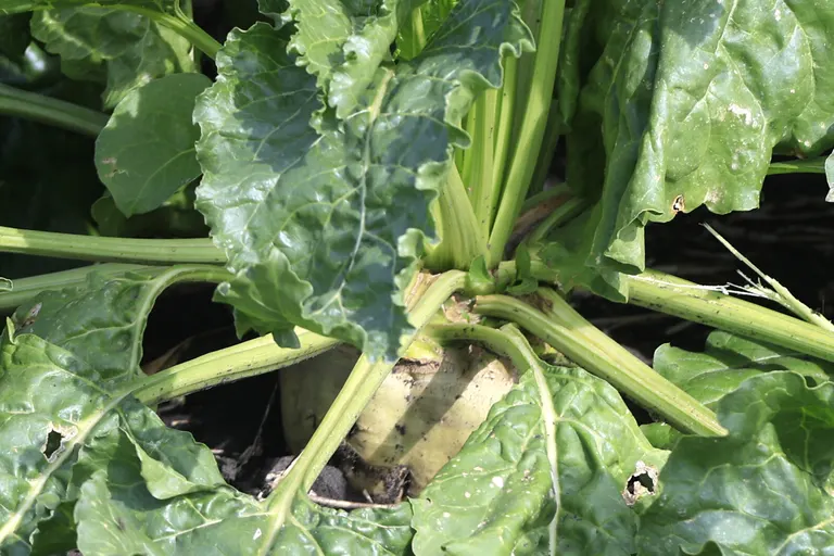 U.S. sugarbeet acreage drops to lowest level in decades; Minnesota leads at 417,000 acres, North Dakota at 208,000