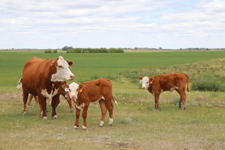 Drought spreading across region; NDSU Extension urges proactive cattle herd management