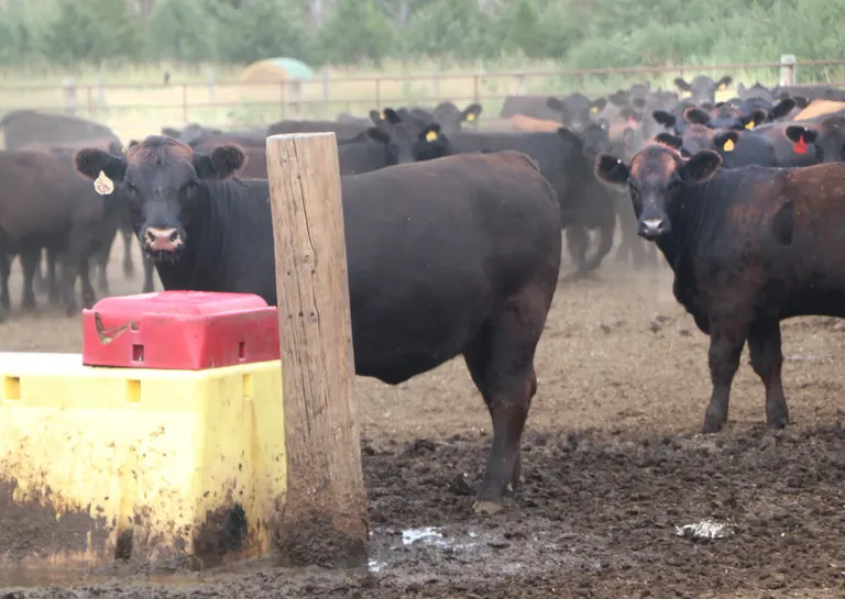 Rising temperatures increase heat stress risk for livestock, NDSU Extension veterinarian warns
