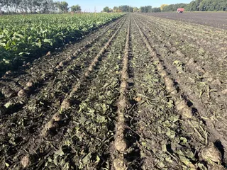 American Crystal Sugar's 2026 stockpile beet harvest begins Oct. 1; warm temps prompt brief pause