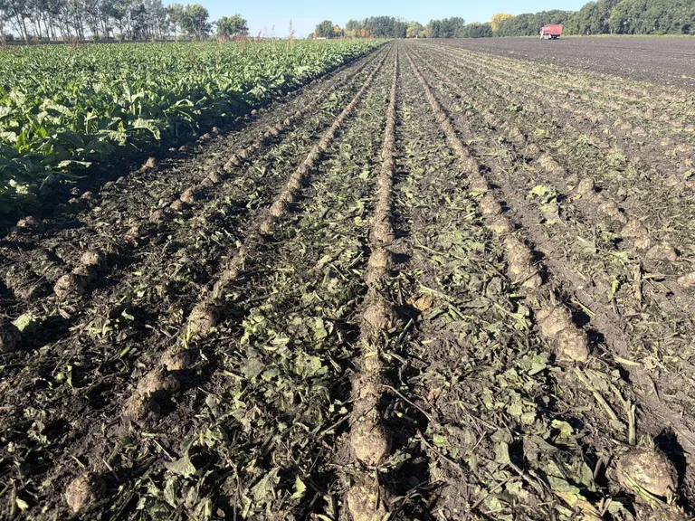 American Crystal Sugar's 2026 stockpile beet harvest begins Oct. 1; warm temps prompt brief pause