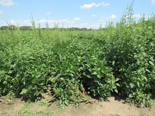 UMN Extension, NAGC offering free genetic herbicide-resistance screening for Minnesota producers
