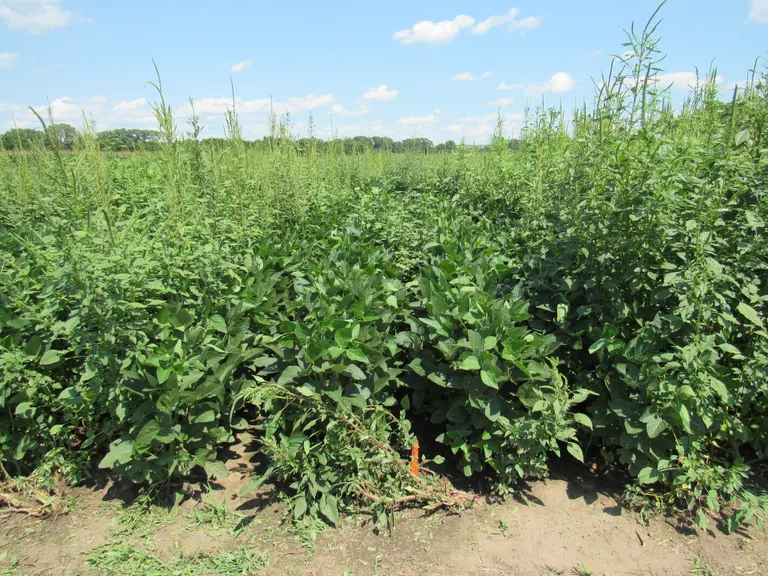 UMN Extension, NAGC offering free genetic herbicide-resistance screening for Minnesota producers