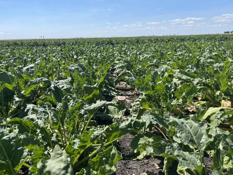 University of Minnesota study examines strip-till impacts on sugarbeets in Red River Valley