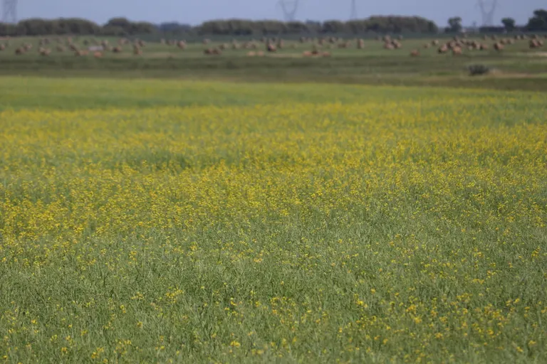 Canola, sunflower industry officials say seed-oil demand holds steady despite anti-seed-oil rhetoric