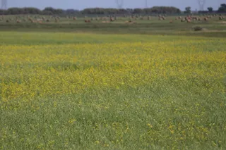 Canola, sunflower industry officials say seed-oil demand holds steady despite anti-seed-oil rhetoric