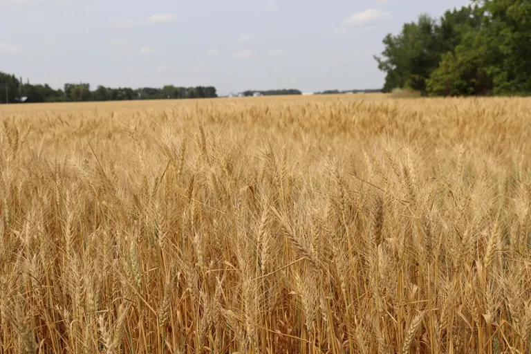 Spring wheat harvest 41% complete, ahead of last year's 24% pace and five-year average of 34%