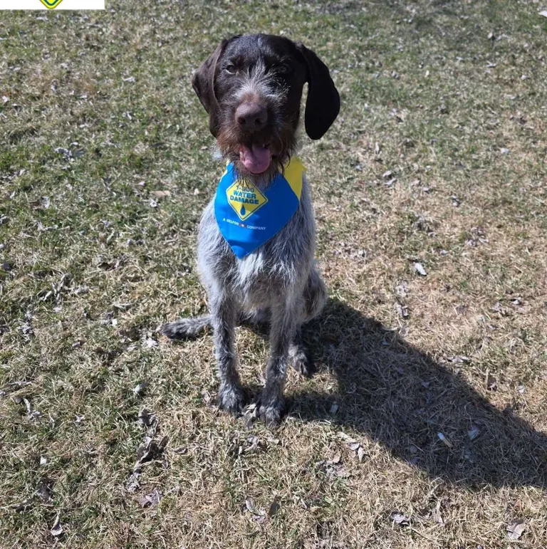 West Fargo company adds mold detection dog, believed to be first in North Dakota