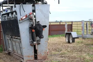 NDSU researchers find virtual fence patch grazing boosts pollinators with no impact on cattle weight gain