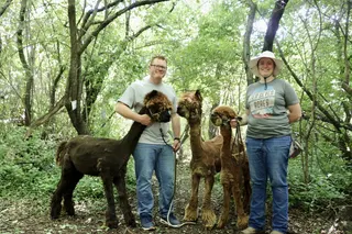 Ten Seven Acres in Galchutt, N.D. opens farm to public for alpaca nature walks, on-farm store