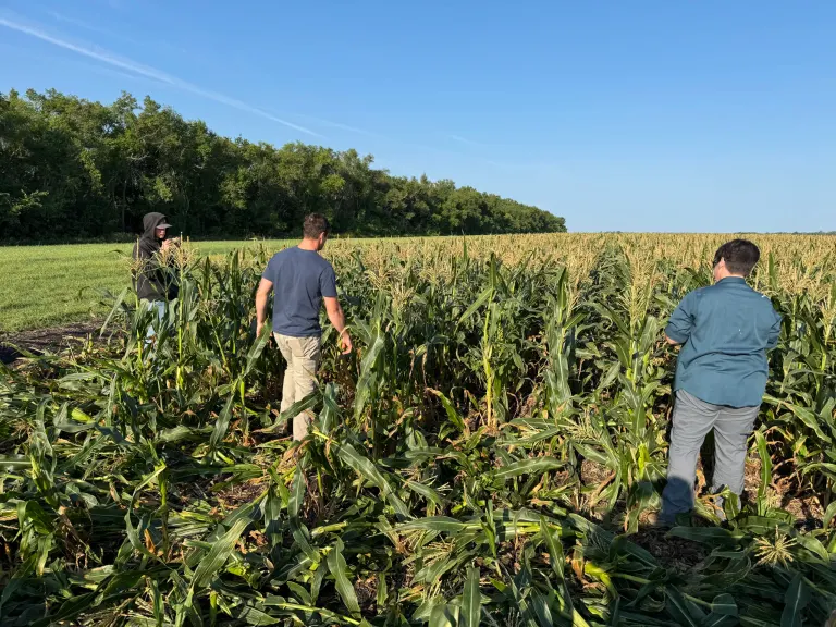 Grand Farm harvesting corn for Churches United pantry in Moorhead