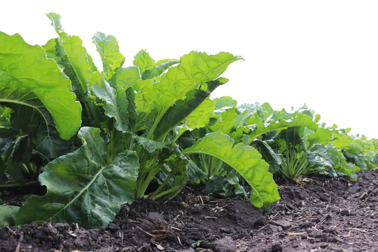 Research shows sugarbeet farmers should apply herbicides, fungicides, pesticides separately, not in complex mixtures