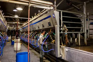 Riverview LLC plans two large Red River Valley dairies of 12,500 and 25,000 head amid ND livestock growth