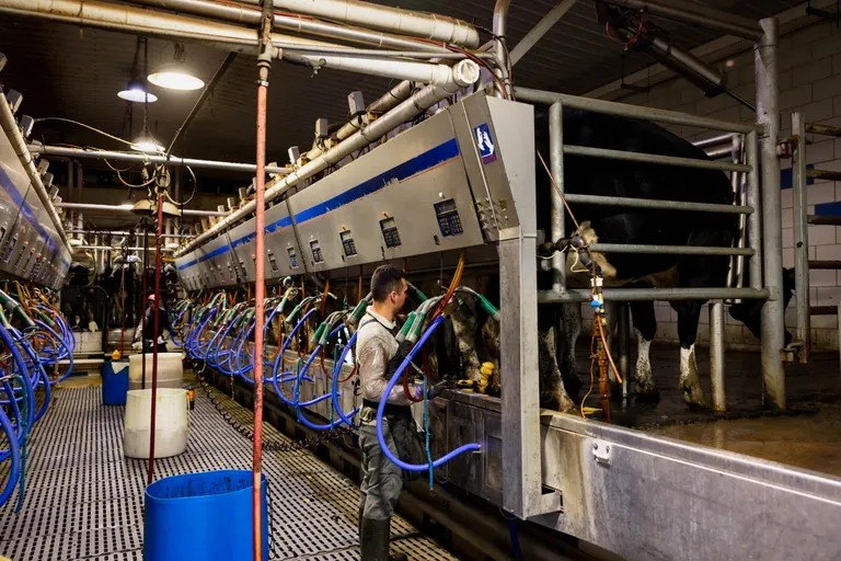 Riverview LLC plans two large Red River Valley dairies of 12,500 and 25,000 head amid ND livestock growth