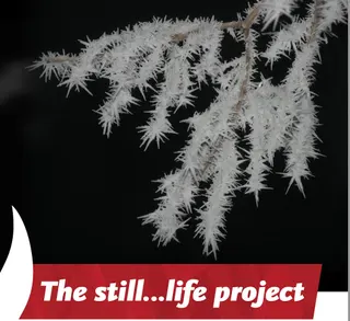 "The Still…Life Project" multimedia concert set for Oct. 27 at MSUM's Gaede Theatre