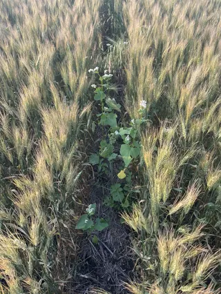 Minnesota Dept. of Agriculture awarding $450,000 in grants to boost continuous living cover crop market