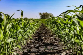 December corn rallies 30+ cents in three sessions after June 30 contract low, raising question of seasonal bottom