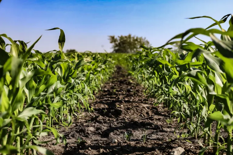 December corn rallies 30+ cents in three sessions after June 30 contract low, raising question of seasonal bottom