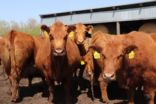 Trump ground beef import announcement adds uncertainty to cattle herd rebuilding, N.D. ranchers say