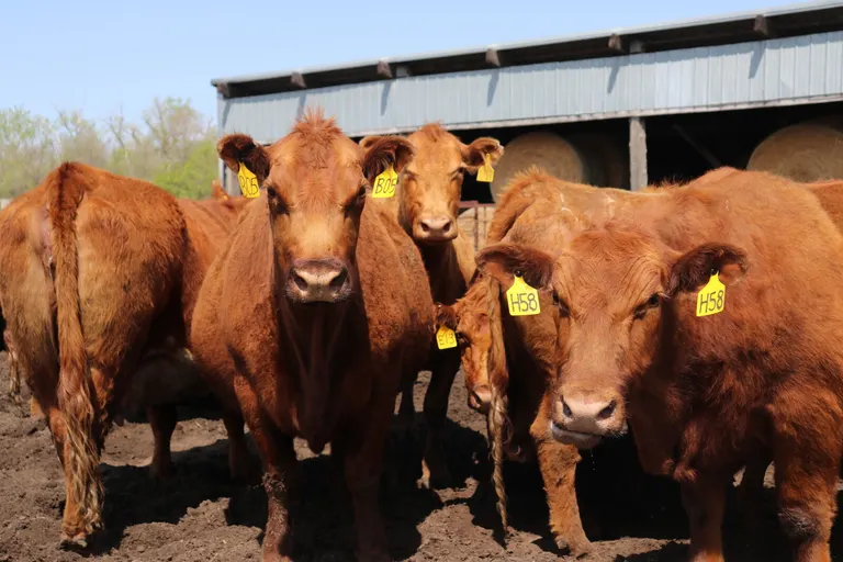 Trump ground beef import announcement adds uncertainty to cattle herd rebuilding, N.D. ranchers say