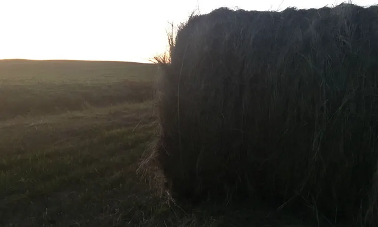 USDA expands crop insurance options for forage producers in 12 states starting 2027 crop year