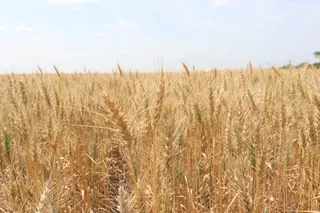 North Dakota wheat crop 'all over the place' in quality depending on planting timing, agronomist says