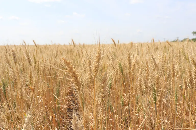 North Dakota wheat crop 'all over the place' in quality depending on planting timing, agronomist says