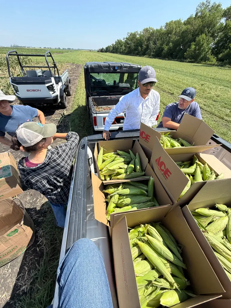 Grand Farm team picks corn for Churches United at Grand Farm Innovation Campus (ND)