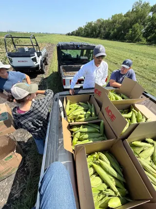 Grand Farm team picks corn for Churches United at Grand Farm Innovation Campus (ND)