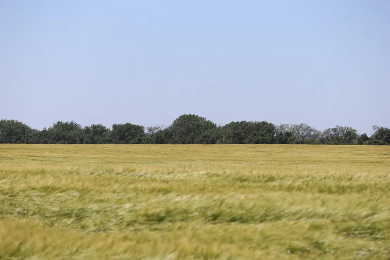 Weather, war and wheat drive double-digit gains across grain markets, says Allison Thompson of The Money Farm