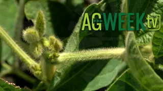 AgweekTV: Crush plants offer new local soybean market as exports fall; ND land prices flat