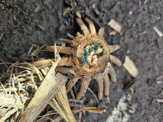 Stalk rot, sprouted kernels appear in some corn fields; experts urge prioritizing harvest in affected areas