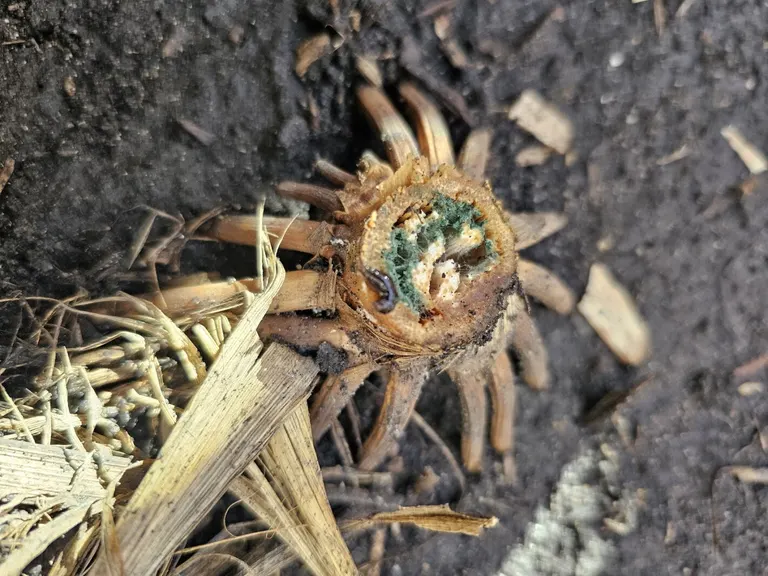 Stalk rot, sprouted kernels appear in some corn fields; experts urge prioritizing harvest in affected areas
