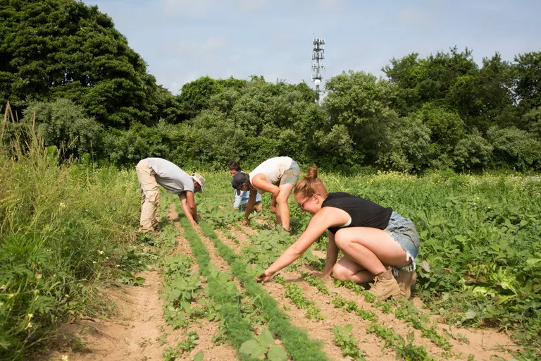 New York launches $30M tariff relief program offering direct payments up to $25,000 for eligible farmers