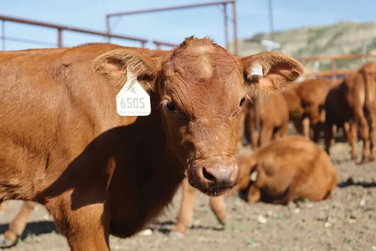 Red-brown cow with ear tag in a farm pen, other cows in background on dusty ground.