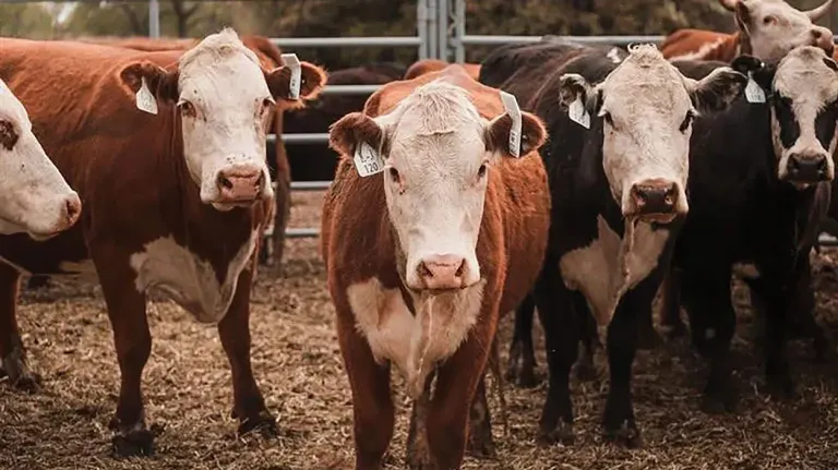 The Math Behind the Missing Calves: 701x's Smart Ear Tags