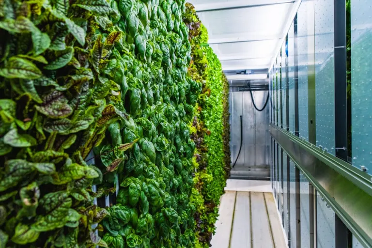 From Finance to Farming: Great Plains Greens
